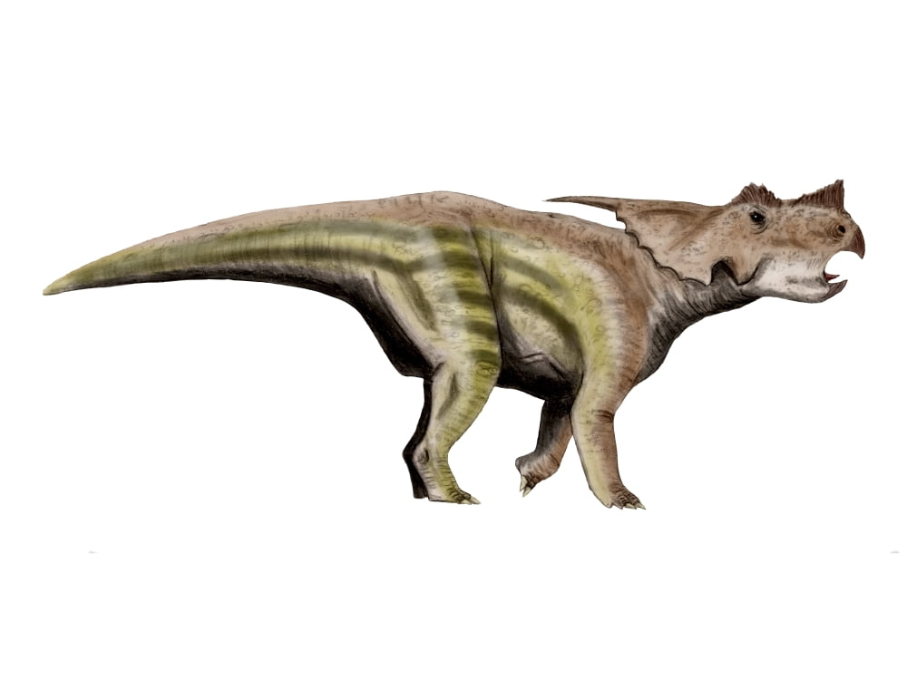 Achelousaurus dinosaur Canvas Art - Nobumichi TamuraStocktrek Images (17 x 13)