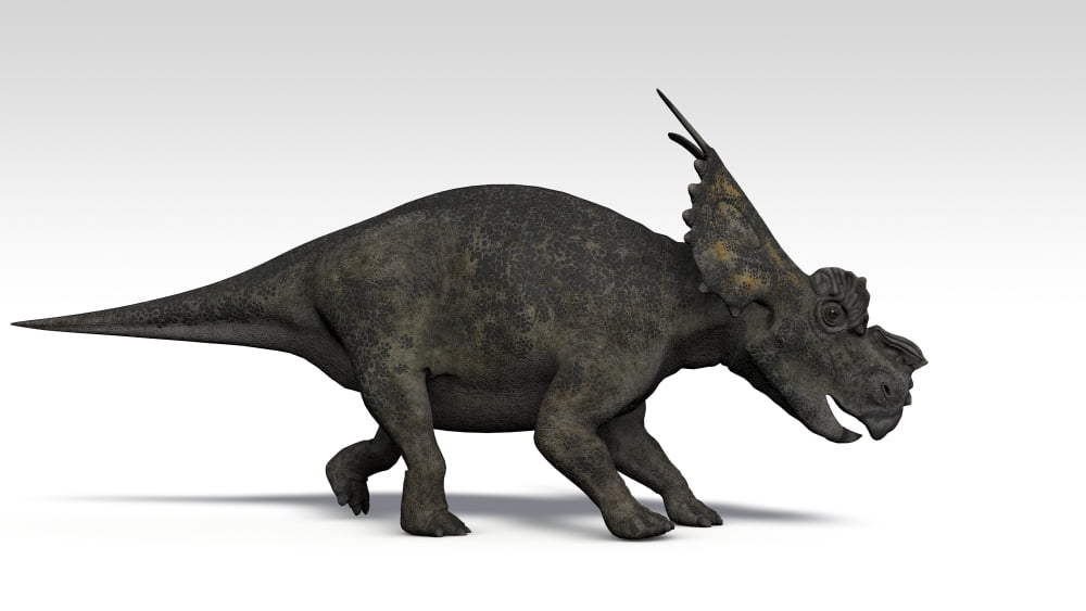 Achelousaurus dinosaur white background Canvas Art - Kostyantyn IvanyshenStocktrek Images (19 x 11)