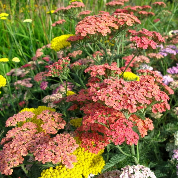 Achillea Summer Pastels Mix ~25 Seeds – Perennial Yarrow Flowers | 2nd-Year Bloom | AAS Winner | Full Sun, Drought-Tolerant | ~18-24" Tall | Easy Cut Flower or Pollinator Mix