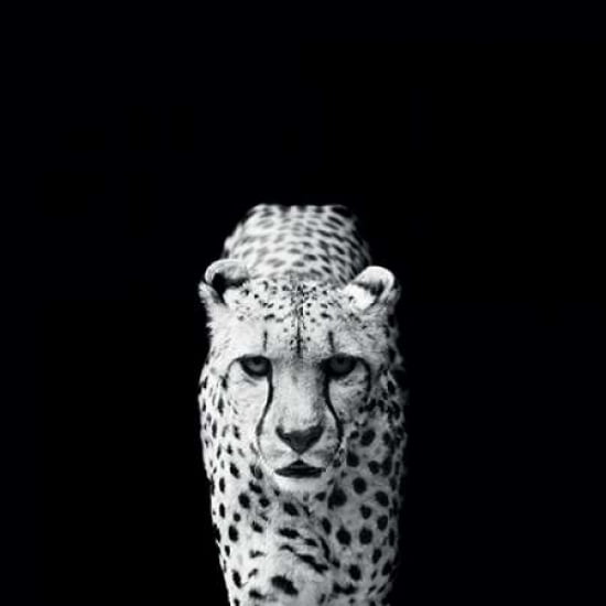 Acinonyx Jubatus Canvas Art - Nicolas Evariste (24 x 24)