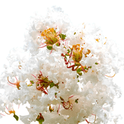 Acoma White Crape Myrtle   White Blooming Ornamental Tree