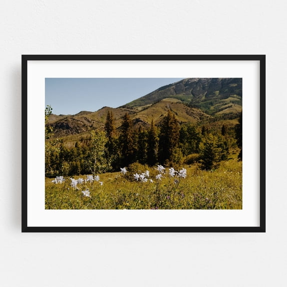 Acorn Creek Columbines II - Silverthorne Colorado Photography Landscape ...