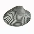 thumbnail image 1 of Acorn Manufacturing DP3PP Artisan Collection Clam Shell Knob, Antique Pewter, 1 of 3