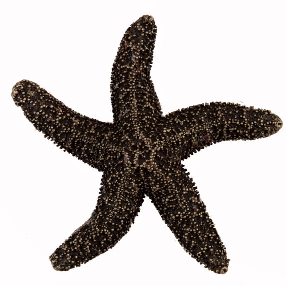 Acorn Manufacturing DPKAP Artisan Collection Natural Starfish Knob, Antique Brass