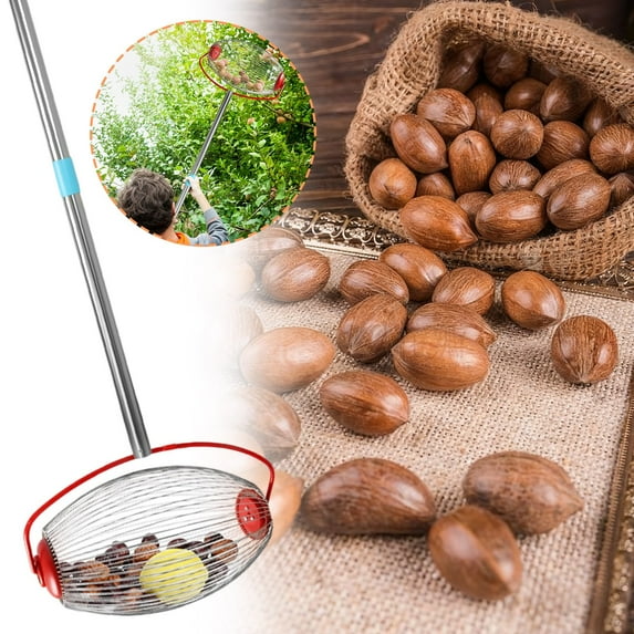 Acorn Picker Upper Nut Wizard Nut Gatherer, Acorn Picker Upper, Pecan Picker Upper - Side Opening Dump, Apply to Acorns, Pecans, Buckeyes, Hickory Nuts, Nerf Balls, Golf Balls