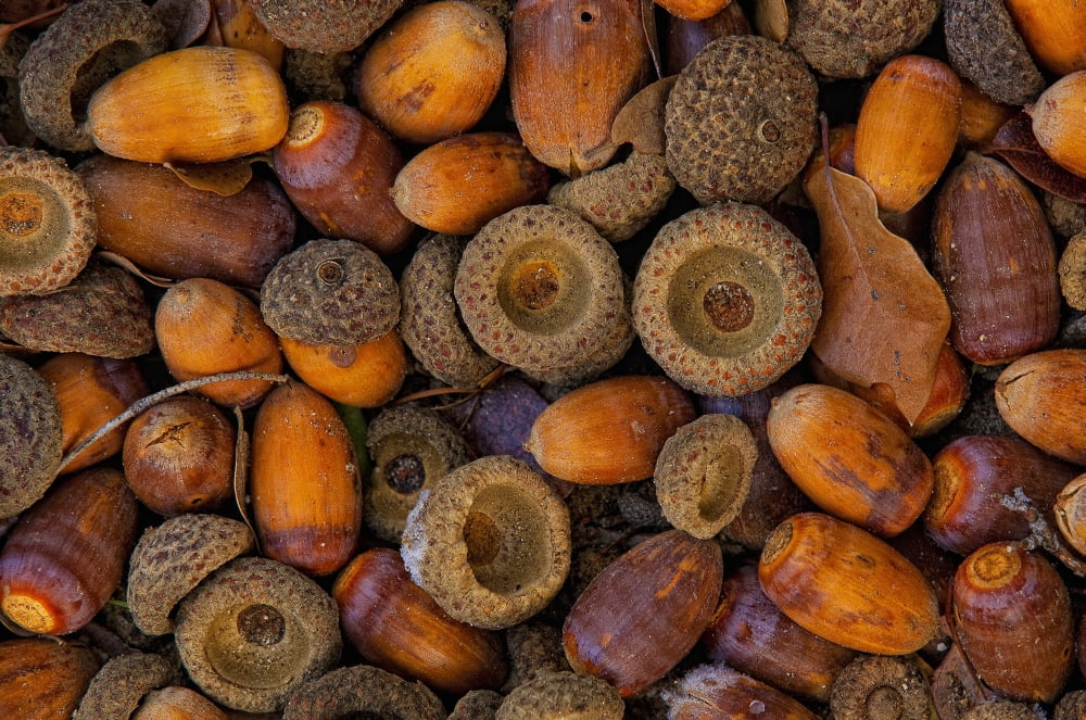 Acorns On Frozen Ground Canvas Art - Robert Postma Design Pics (17 x 11)