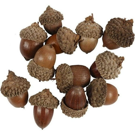 Acorns Pack of 12