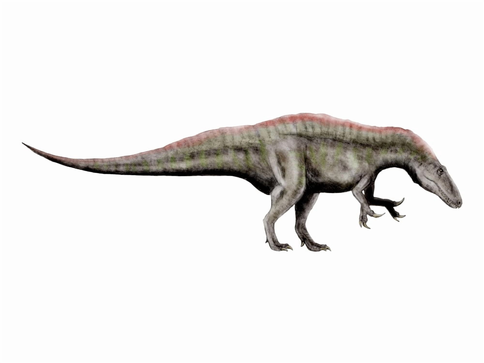 Acrocanthosaurus dinosaur Canvas Art - Nobumichi TamuraStocktrek Images (17 x 13)