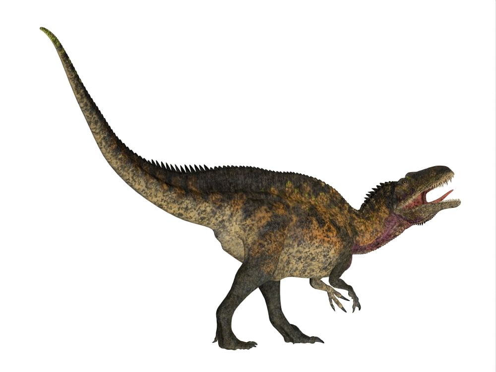 Acrocanthosaurus dinosaur on white background Canvas Art - Corey FordStocktrek Images (32 x 24)