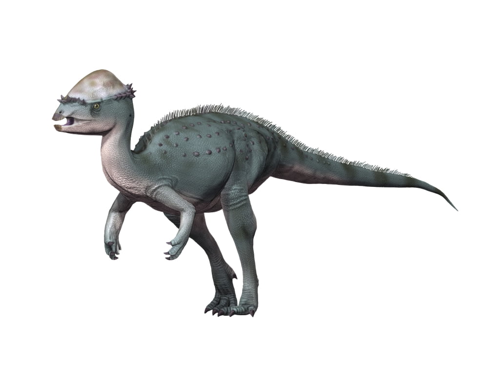 Acrotholus audeti Late Cretaceous of Canada Canvas Art - Nobumichi TamuraStocktrek Images (17 x 13)