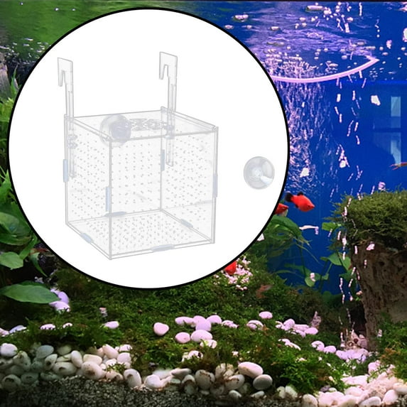 Acrylic Fish Tank Box Fry Breeder for Aggressive Fish Newborn Fry 15x15x15cm and hook
