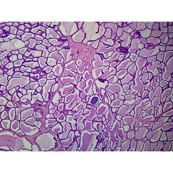 Slide, Active Mammary Gland; Section; H&E Stain