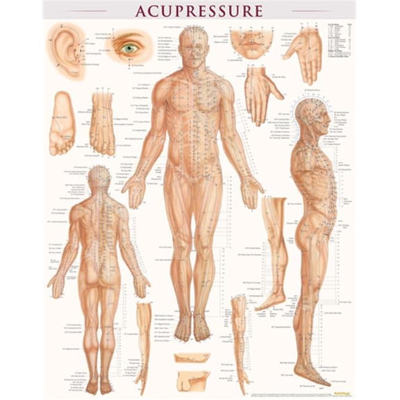 Acupressure Laminated Poster 22" x 28"