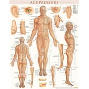 Acupressure Poster 22 x 28 inches - Laminated Anatomy of Points for Acupressure & Acupunture Poster