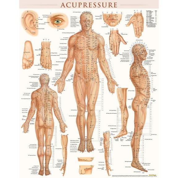 Acupressure Poster (22 x 28 inches) - Laminated : Anatomy of Points for Acupressure & Acupunture (Poster)