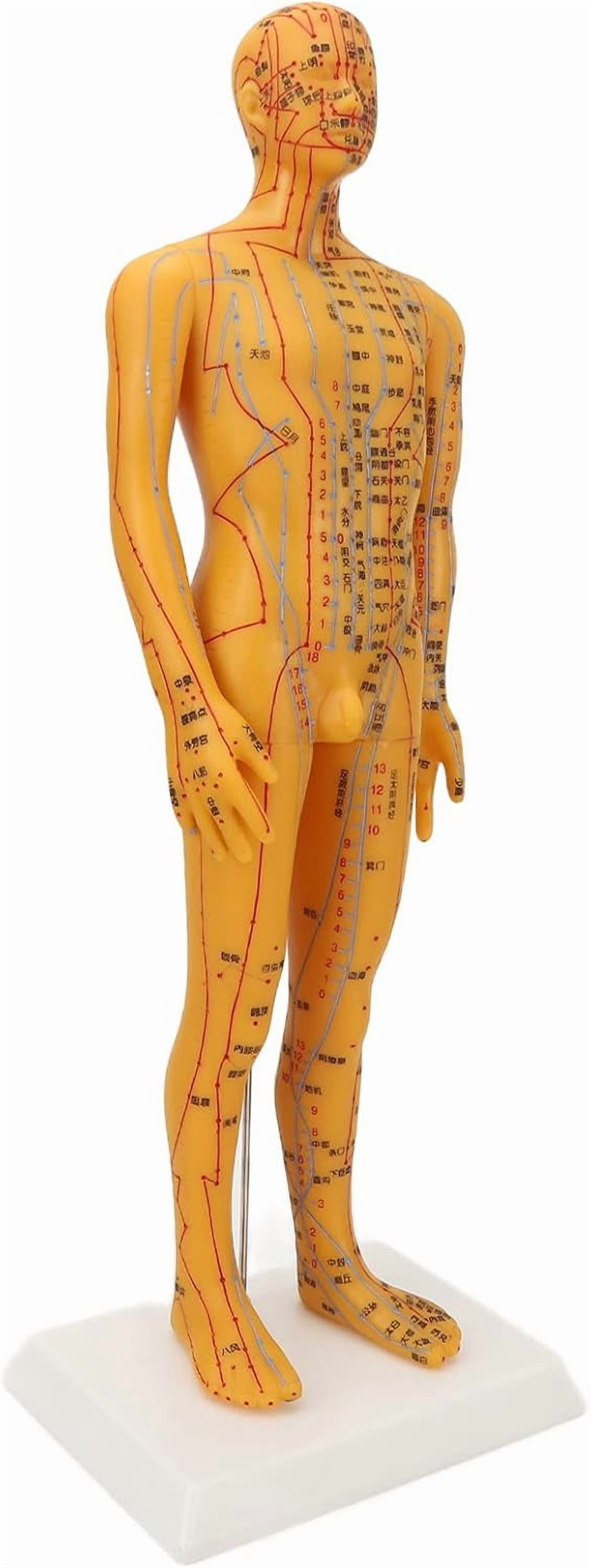 Acupuncture Model with Chart Kit (Man), Acupoint Mannequin Pressure ...