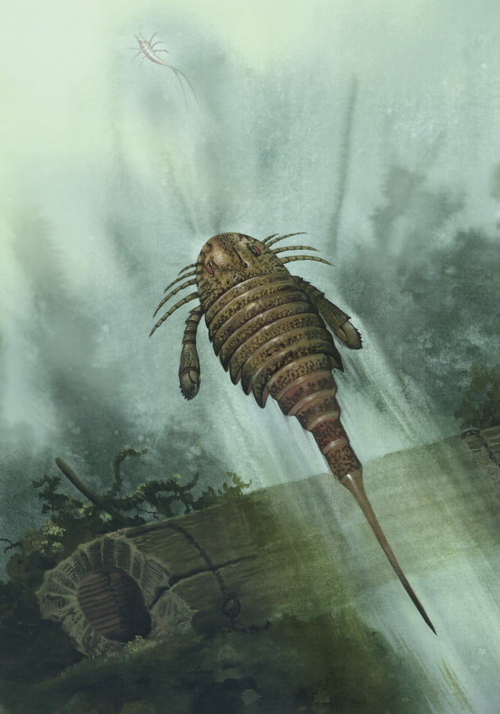 Acutiramus was an arthropod from the Upper Silurian period Canvas Art - Jan SovakStocktrek Images (24 x 34)