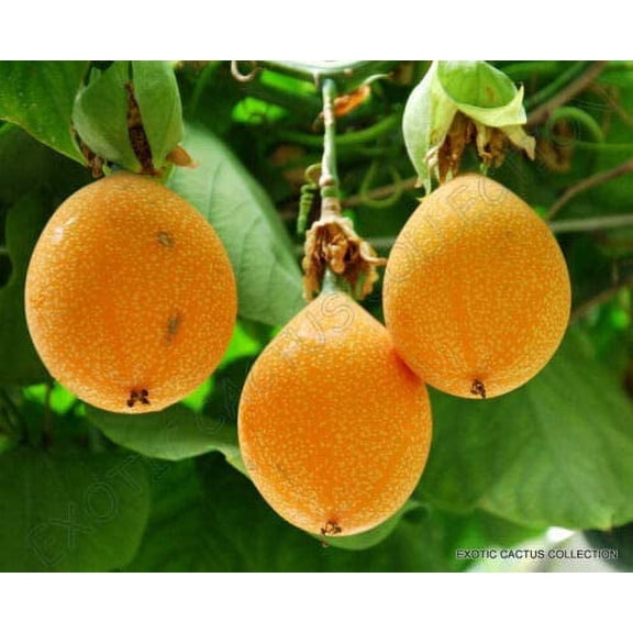 Ada Felix Inc. Sweet Granadilla Plant Seeds (10 Pack)
