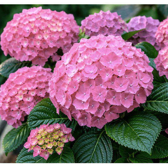 Ada Lynn Hydrangea  Pink & Blue Mophead Flowering Shrub for Sun & Part Shade