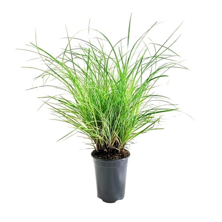 Adagio Maiden Grass 1 Live Quart Sized Plant Miscanthus Sinensis Fast Growing Cold Hardy Ornamental Plants