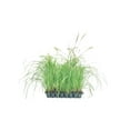 thumbnail image 1 of Adagio Maiden Grass  10 Live Plants  Micanthus Sinensis  Hardy Ornamental Grass Perfect for Landscaping and Gardening, 1 of 9