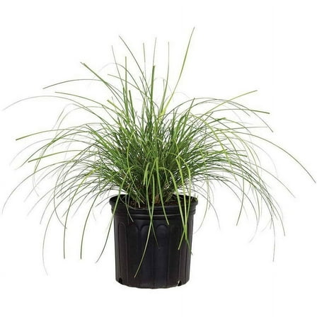 Expert Gardener Adagio Maiden Grass (2.5 Quart) Mid-Sized Ornamental Perennial with Airy Plumes - Full Sun Live Outdoor Plant