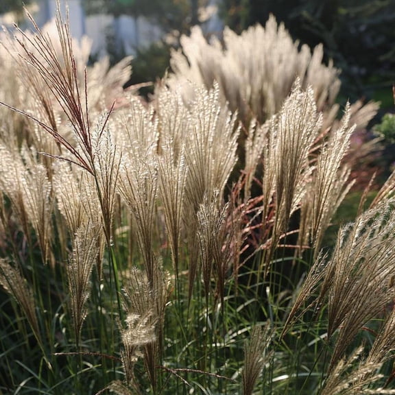 Adagio Maiden Grass - Miscanthus sinensis 'Adagio'