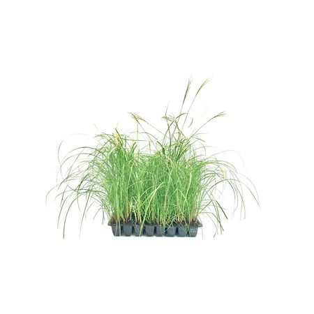 Adagio Maiden Grass 40 Live Plants Micanthus Sinensis Hardy Ornamental Grass Perfect for Landscaping and Gardening