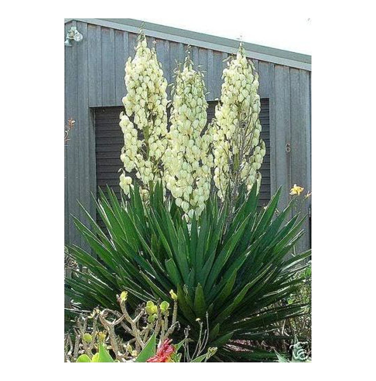 Adam's Needle 30 Seeds Yucca Filamentosa Succulent Seeds, Hardy Yucca