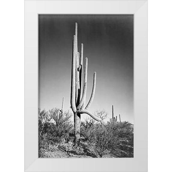 Adams, Ansel 11x14 White Modern Wood Framed Museum Art Print Titled - Full view of cactus and surrounding shrubs, In Saguaro National Monument, Arizona, ca. 1941-1942