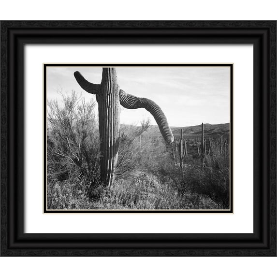 Adams, Ansel 14x12 Black Ornate Wood Framed with Double Matting Museum Art Print Titled - Cactus at left and surroundings, Saguaro National Monument, Arizona, ca. 1941-1942
