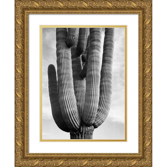 Adams, Ansel 14x18 Gold Ornate Wood Framed with Double Matting Museum Art Print Titled - Detail of cactus Saguaros, Saguro National Monument, Arizona, ca. 1941-1942