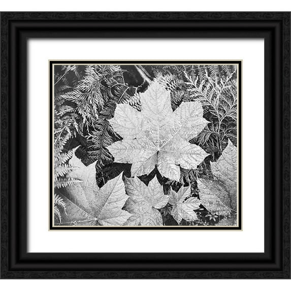 Adams, Ansel 29x26 Black Ornate Wood Framed with Double Matting Museum Art Print Titled - Leaves, Glacier National Park, Montana - National Parks and Monuments, 1941