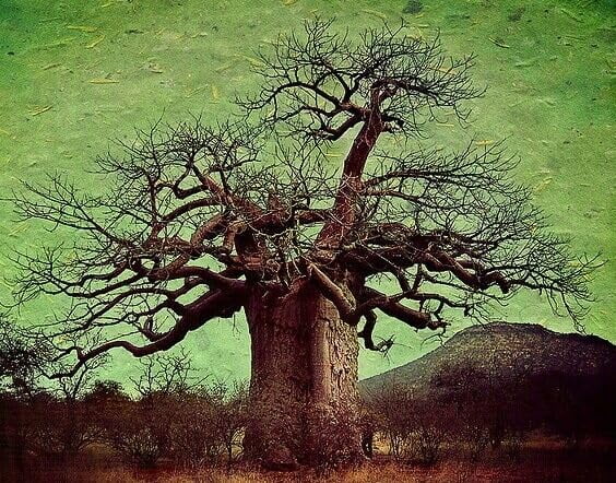 Adansonia Digitata - African Baobab Tree - Excellent Bonsai