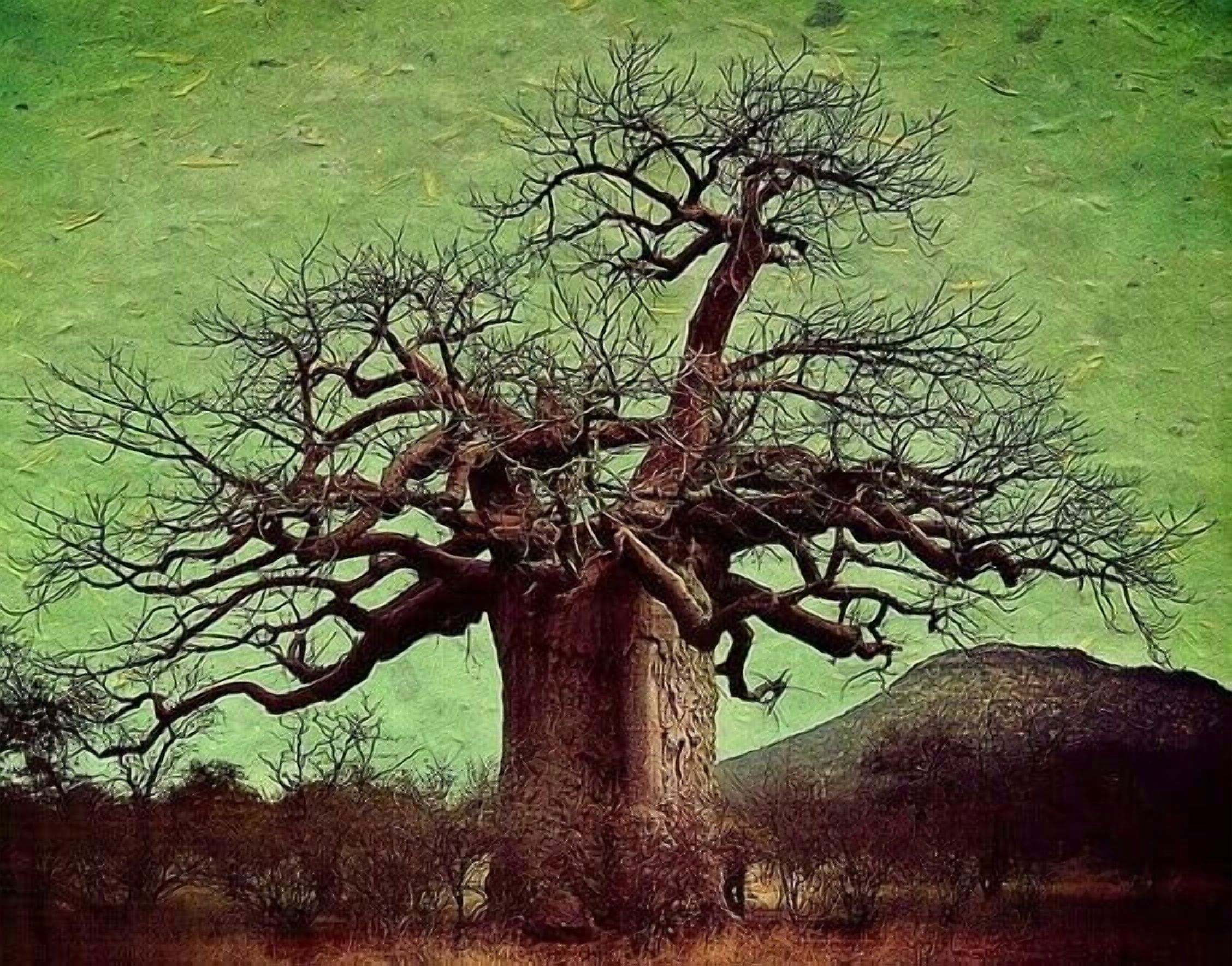Adansonia Digitata - African Baobab Tree - Excellent Bonsai (5 Seeds to ...