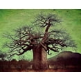 thumbnail image 1 of Adansonia Digitata - African Baobab Tree - Excellent Bonsai (5 Seeds to Grow), 1 of 1