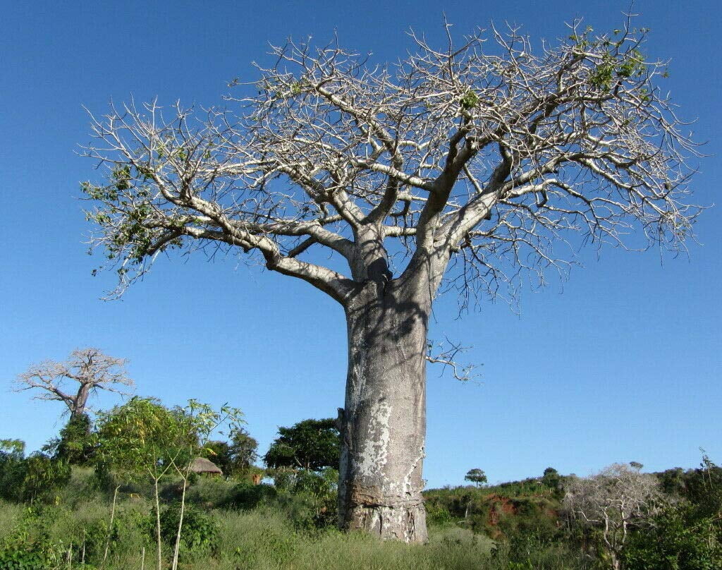 Adansonia Digitata - Baobab Tree - Rare Exotic Tree jocad (5