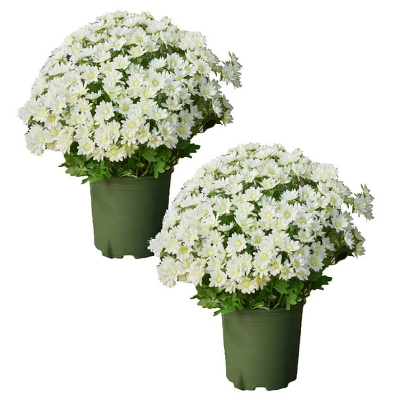 Adapan 2PC Artificial Chrysanthemum Flowers Bouquet ,Fade Resistant Faux Sunset Blooms for Outdoor Garden, Patio, Porch & Cemetery Decorations,Whitex2