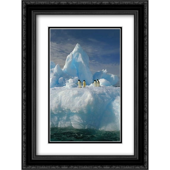 Adelie Penguin group rest on iceberg, Terre Adelie Land, east Antarctica 2x Matted 18x24 Black Ornate Framed Art Print by Monteath, Colin