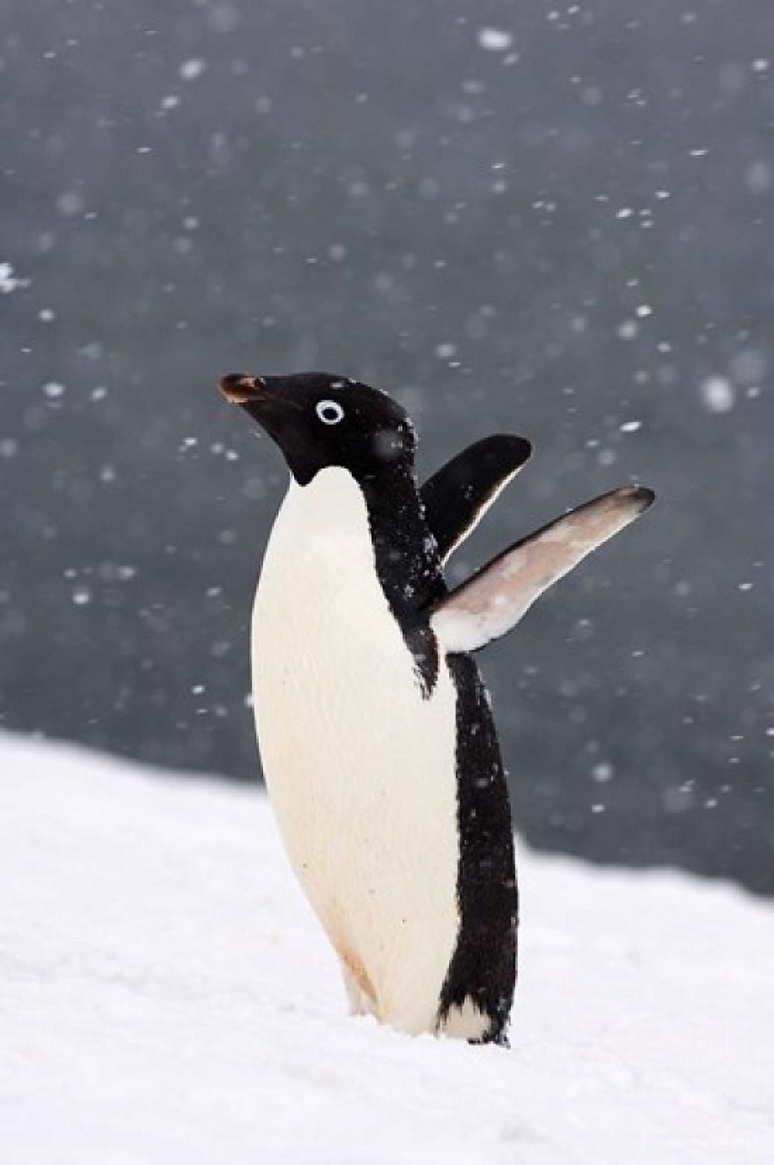 Adelie Penguin in Falling Snow Western Antarctic Peninsula Antarctica Canvas Art - Steve Kazlowski DanitaDelimont (11 x 17)