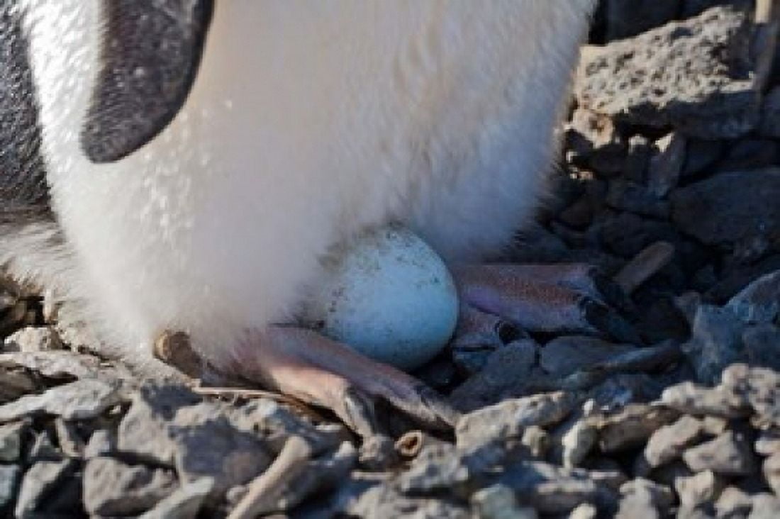 Adelie Penguin nesting egg Paulet Island Antarctica Canvas Art - Keren Su DanitaDelimont (35 x 23)