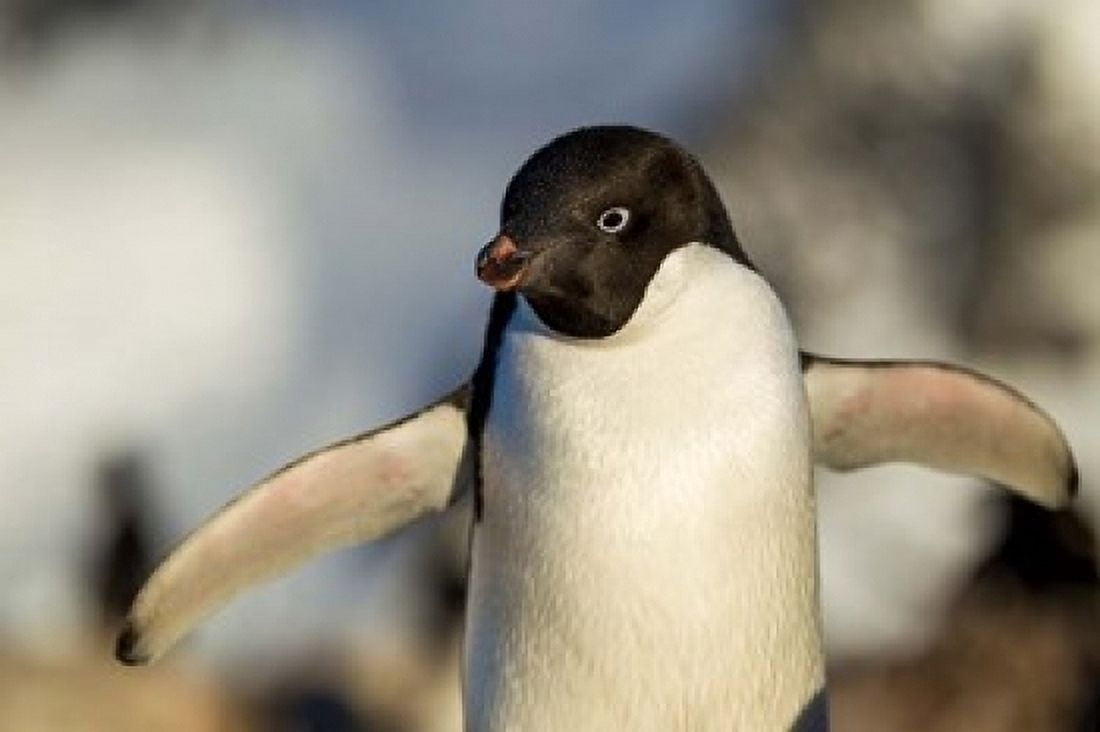 Adelie Penguin portrait Antarctica Canvas Art - Paul Souders DanitaDelimont (24 x 15)