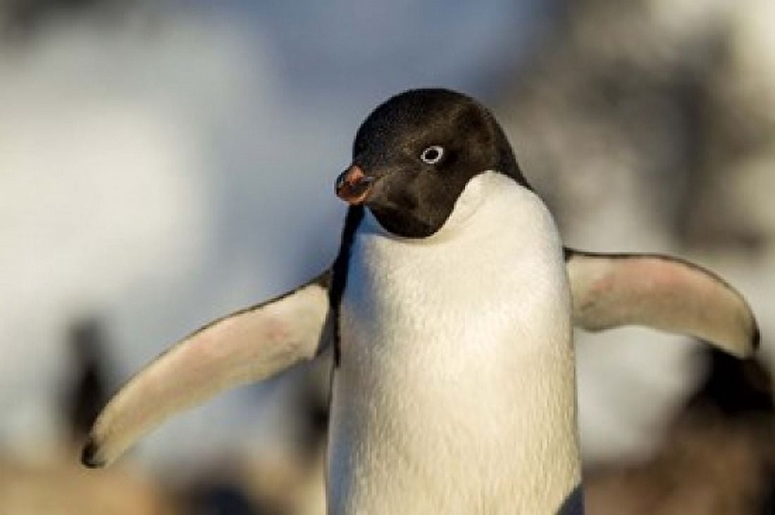 Adelie Penguin portrait Antarctica Canvas Art - Paul Souders DanitaDelimont (35 x 23)