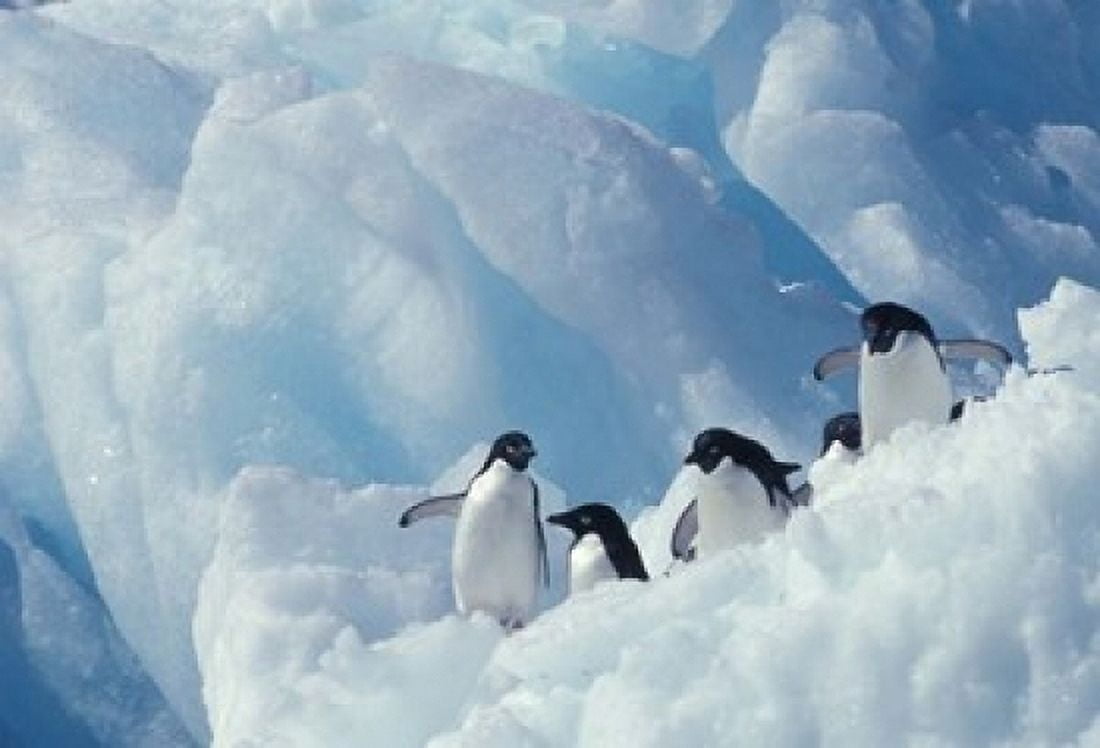 Adelie Penguins Antarctica Canvas Art - Art Wolfe DanitaDelimont (24 x 15)