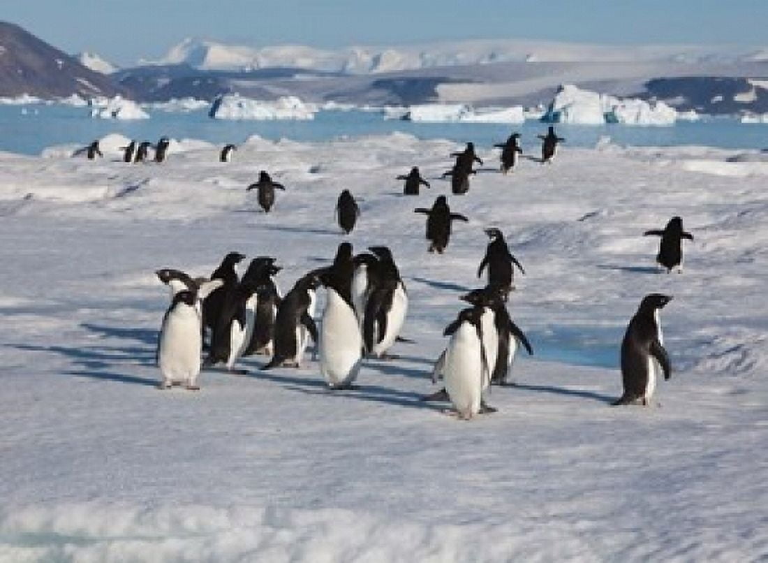 Adelie Penguins Devil Island Antartica Canvas Art - Hugh Rose DanitaDelimont (24 x 18)