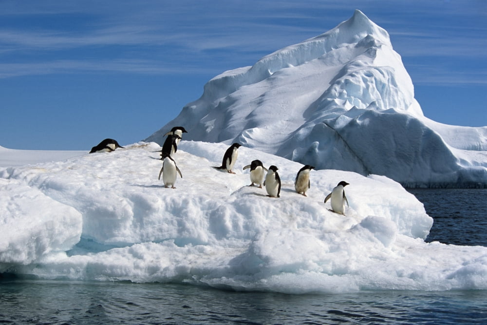 Adelie Penguins Jump From Iceberg Paulet Is Antarctic Summer Canvas Art - Kenneth Whitten Design Pics (19 x 12)