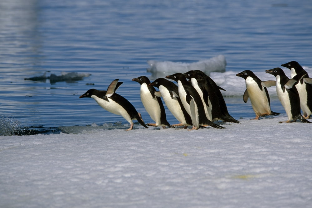 Adelie Penguins Jump From Iceberg Paulet Is Antarctic Summer Canvas Art - Kenneth Whitten  Design Pics (34 x 22)
