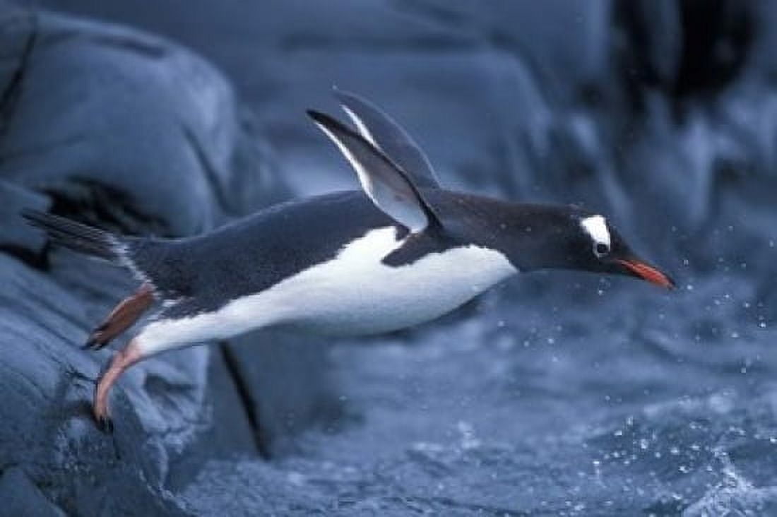 Adelie Penguins Waving Flippers Petermann Island Antarctica Canvas Art - Paul Souders DanitaDelimont (18 x 12)