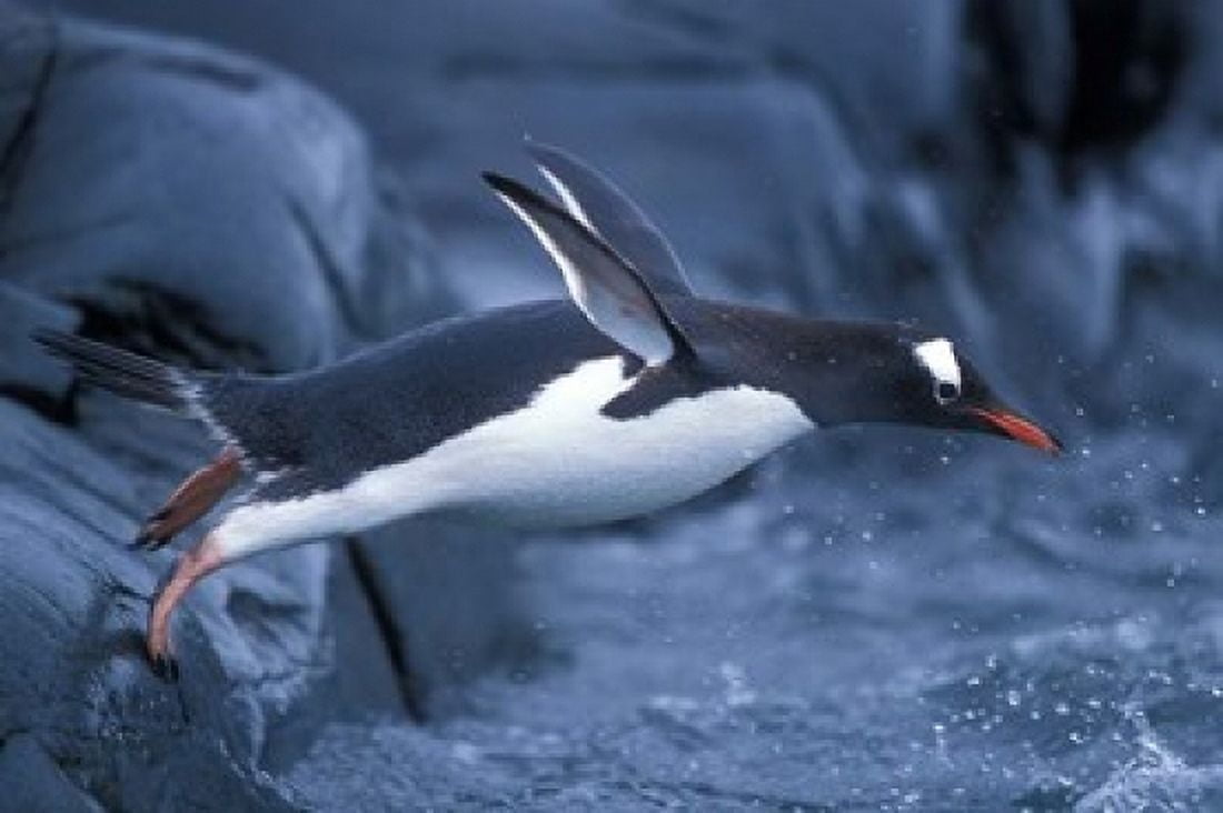 Adelie Penguins Waving Flippers Petermann Island Antarctica Canvas Art - Paul Souders DanitaDelimont (36 x 24)