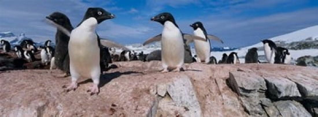 Adelie Penguins With Young Chicks Lemaire Channel Petermann Island Antarctica Canvas Art - Paul Souders DanitaDelimont (17 x 6)